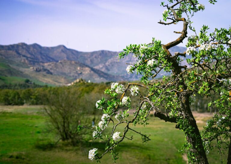 Consultant SEO Bourg-en-Bresse : augmentez votre visibilité locale sur Google 1 bourg en bresse